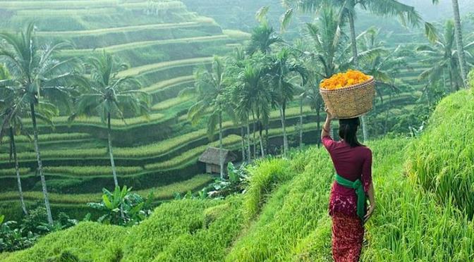 Rice fields Bali